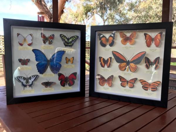Image for event: Teen Workshop: Faux Butterfly Collection