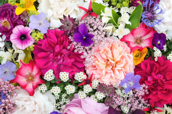 Image for event: Mix &amp; Match: Using Annuals &amp; Perennials Together