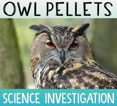 Image for event: Owl Pellet Investigation