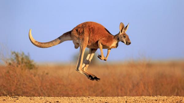 Image for event: Science Explorers: Kangaroo Fun! (grades 1-2)