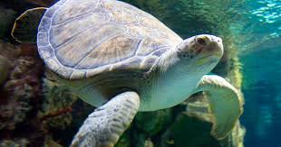 Image for event: Shedd Aquarium-Turtle Check-Up! (grades 3-6)